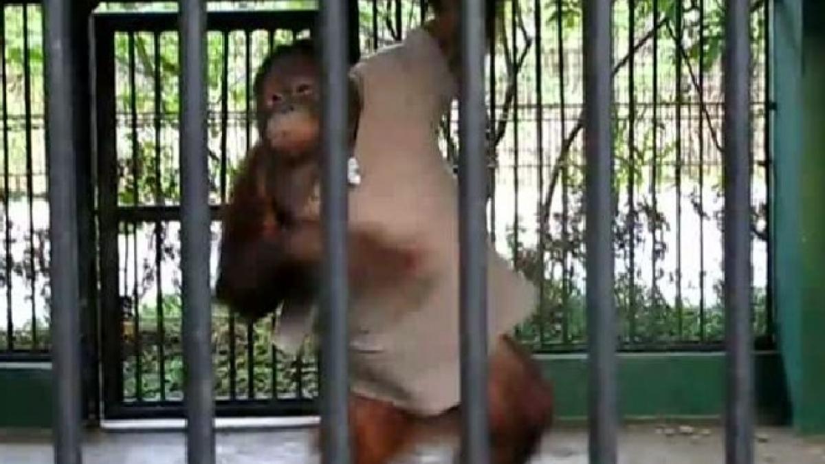 a furat tricoul unui vizitator si l a pus pe el carlo cel mai simpatic urangutan din lume