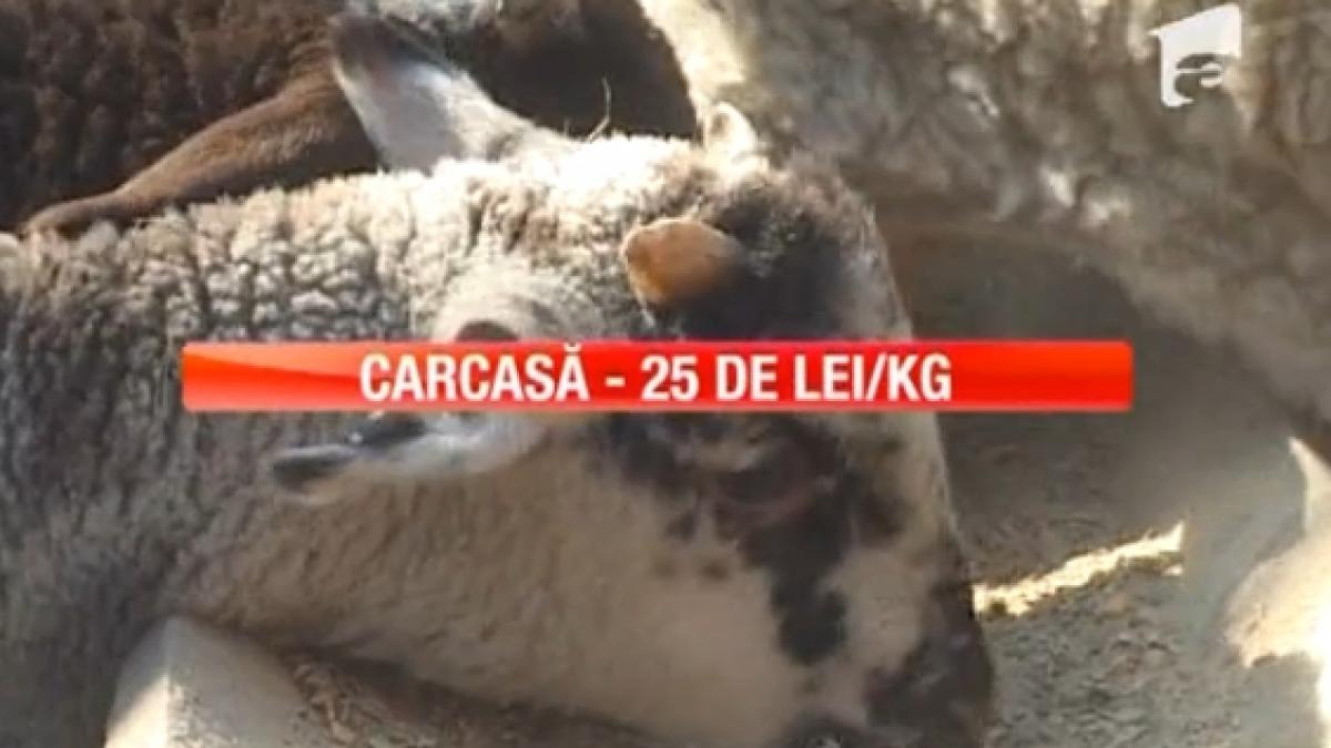 ciobanii mioritici s au modernizat le ofera clientilor mielul taiat la pachet si gata ambalat