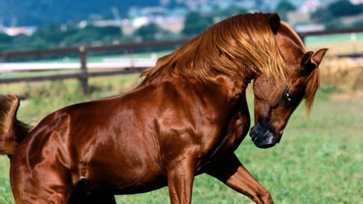 premiera in justitia din romania barbat dat in judecata pentru ca si a maltratat calul