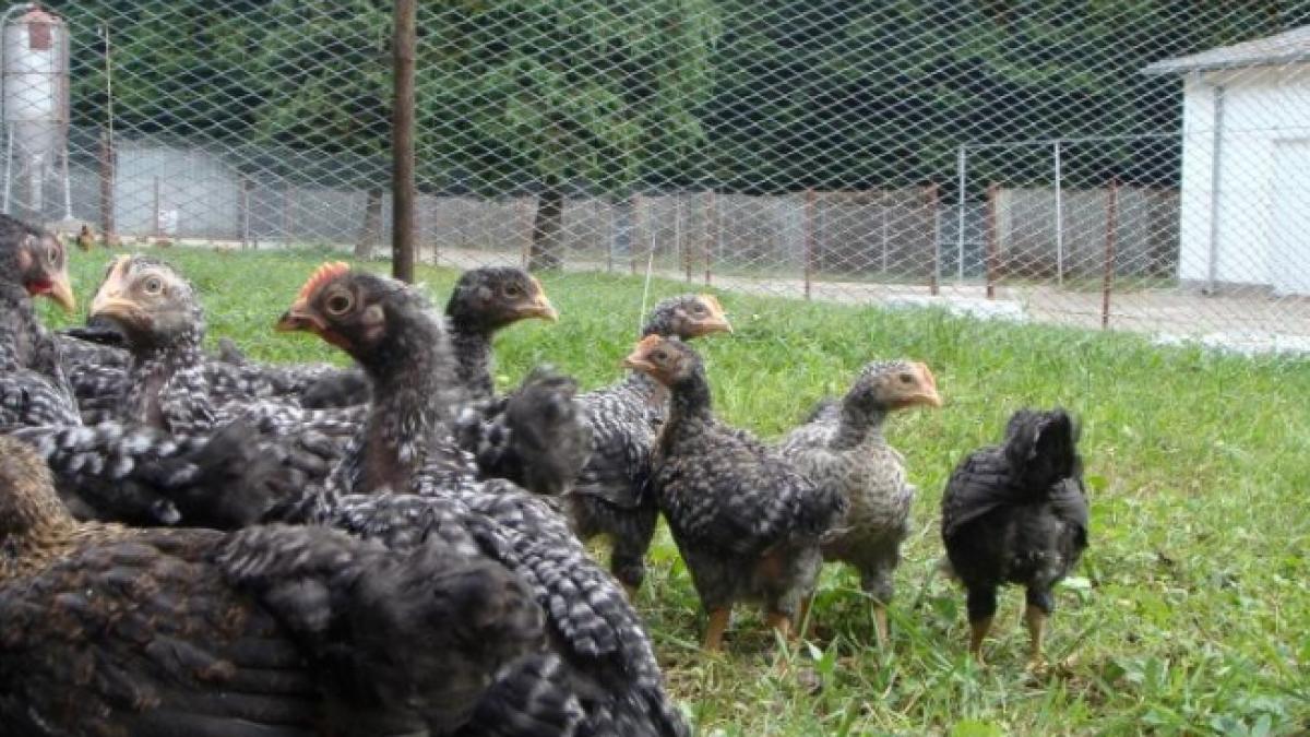 romania in miscare investitorii avicola crevedia despre fiscalitatea si cadrul financiar din romania