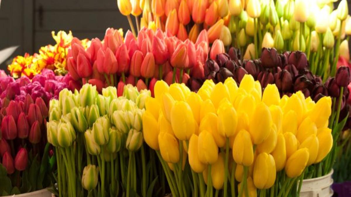 daca nu de florii atunci cand cum se poate face avere din flori