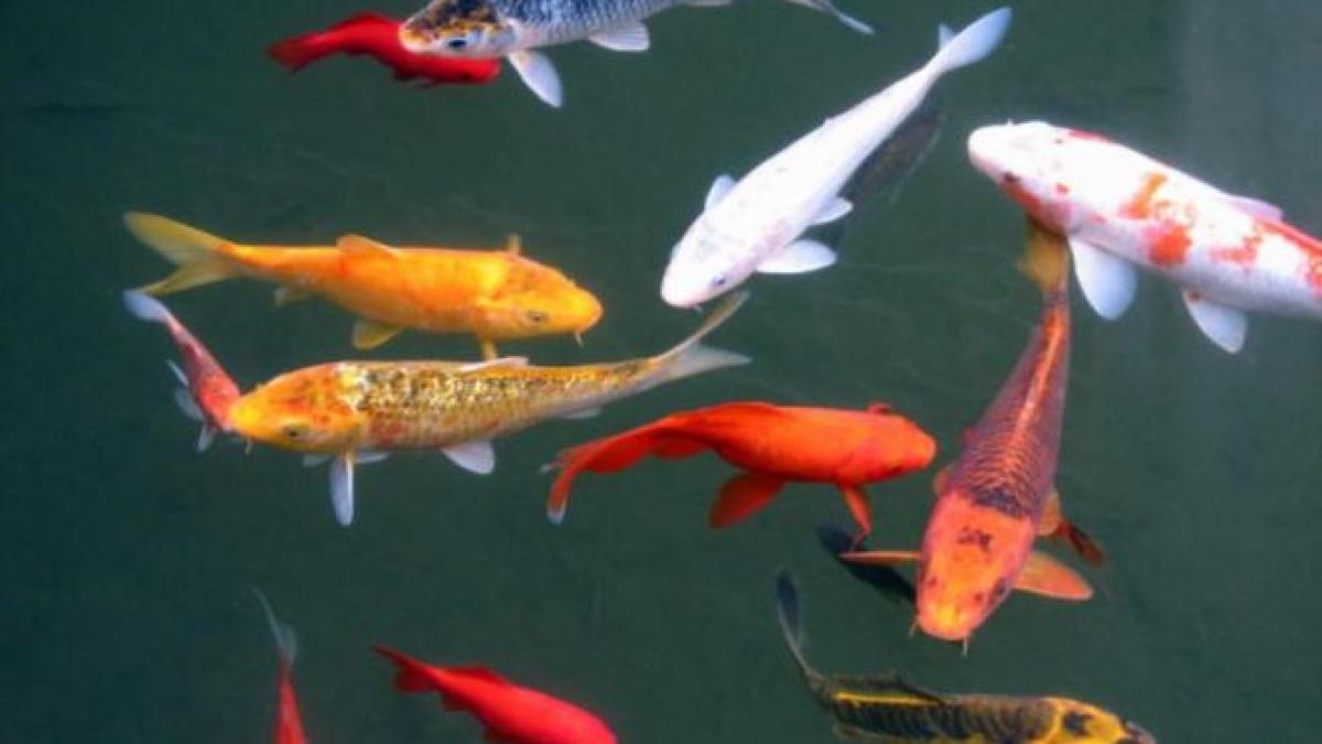 hotul paznic la pesti un angajat al familiei sechelariu a furat animalele din iazul curtii casei