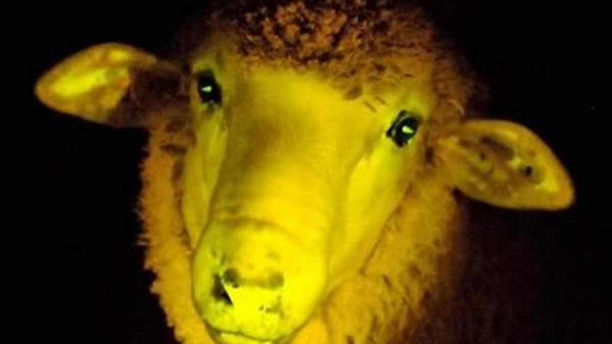 premiera mondiala noua oi fosforescente create de cercetatori