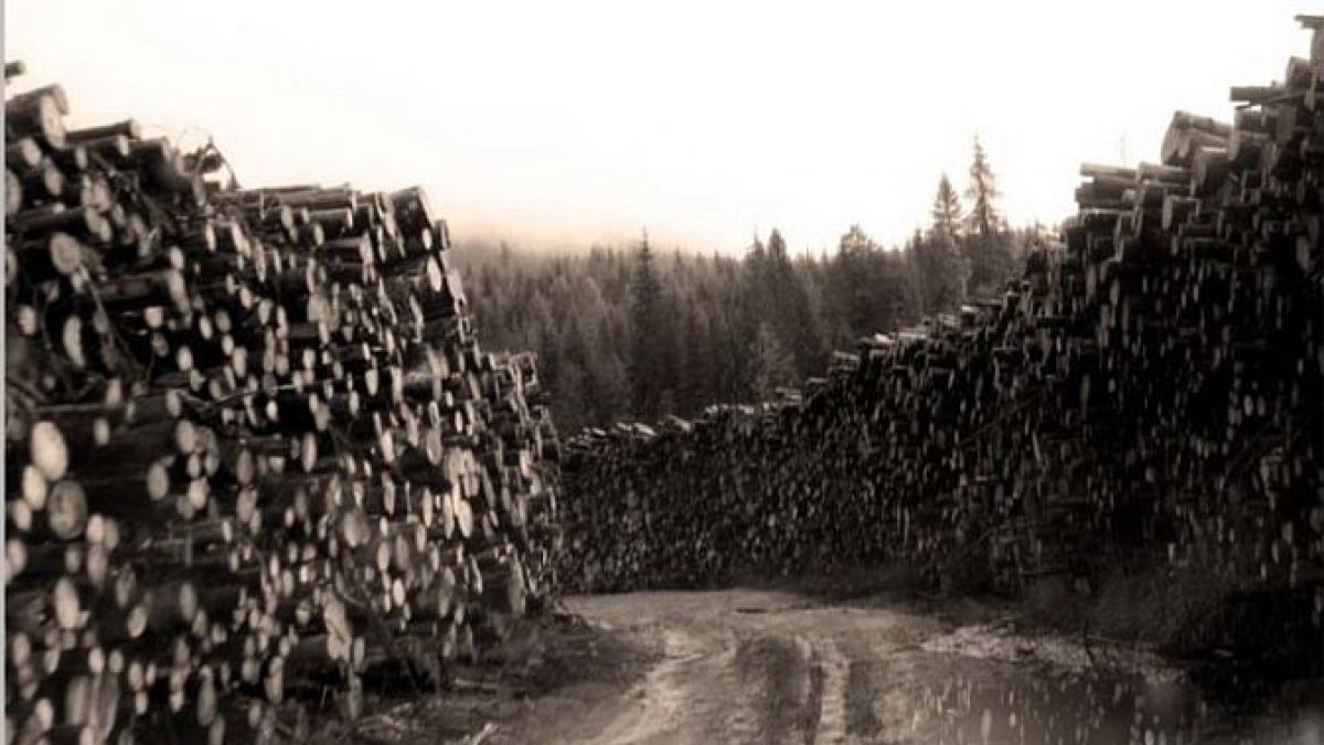 romania isi taie padurile si le trimite la export le dam strainilor 33 de milioane de tone de lemn