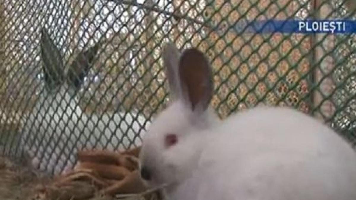 iepurele darul perfect de paste