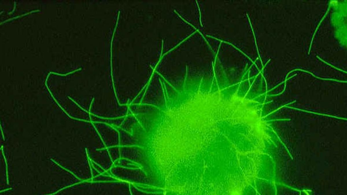 alerta biologica chinezii au creat un virus hibrid al gripei aviare care ar putea contamina