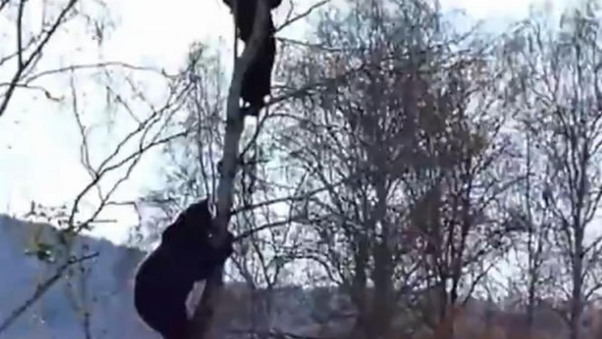 ce faci in caz ca te vezi cu ursul un rus a invatat pe propria piele ca nu este bine sa se urce in