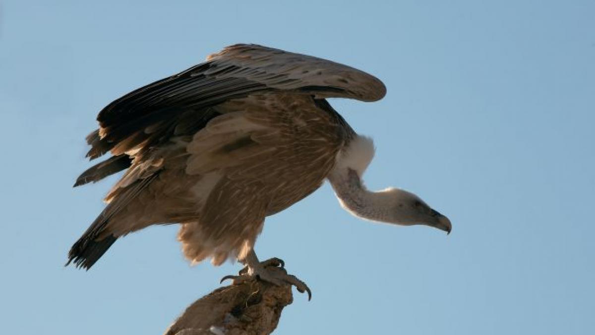 o alpinista franceza a fost devorata de vulturi