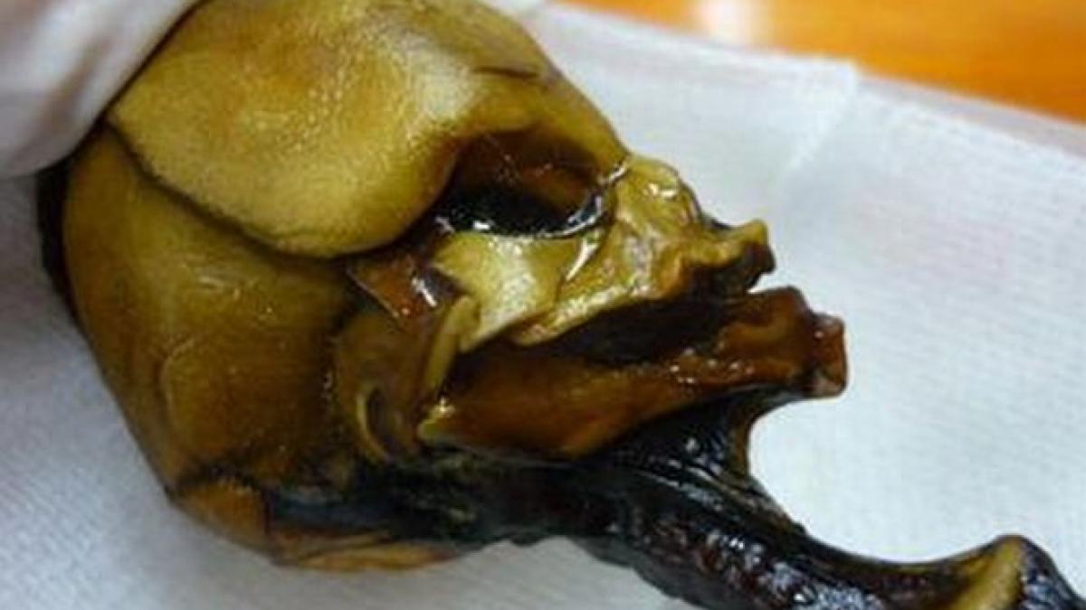 misterul bizarului schelet de 15 centimetri gasit in desert a fost elucidat cui apartin ramasitele