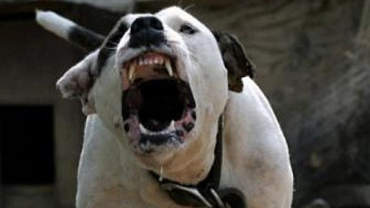 o femeie din california a fost omorata de 4 pitbulli