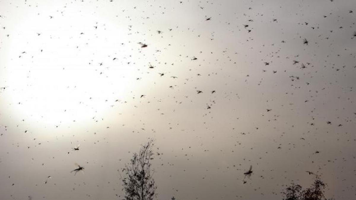 oms doua noi cazuri de coronavirus confirmate in arabia saudita