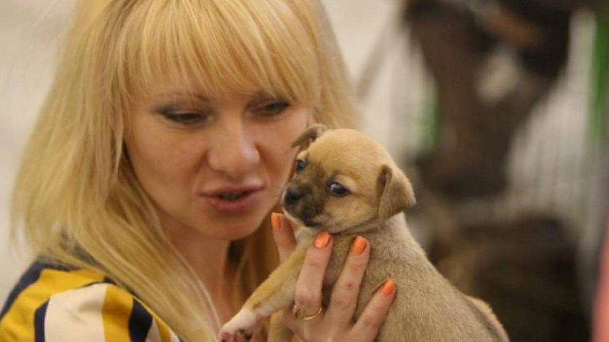 studiu regula potrivit careia un an din viata unui caine inseamna sapte ani din viata unui om este