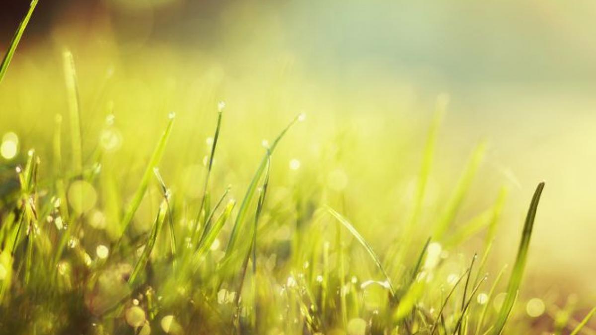 proiectul controversat aflat in dezbatere publica amenzi de 5 000 de lei pentru locuitorii