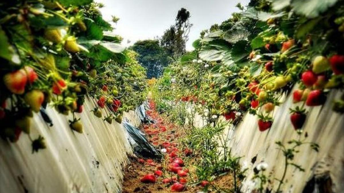 britanicii au o noua problema ridicarea restrictiilor pentru romani si bulgari va duce la o criza a