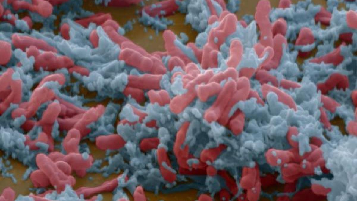 insuccesul cercetatorilor se masoara in pierderea a milioane de vieti omenesti acest vaccin nu a