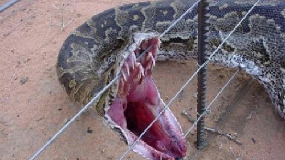 sarpe urias de 58 de kilograme capturat in statele unite