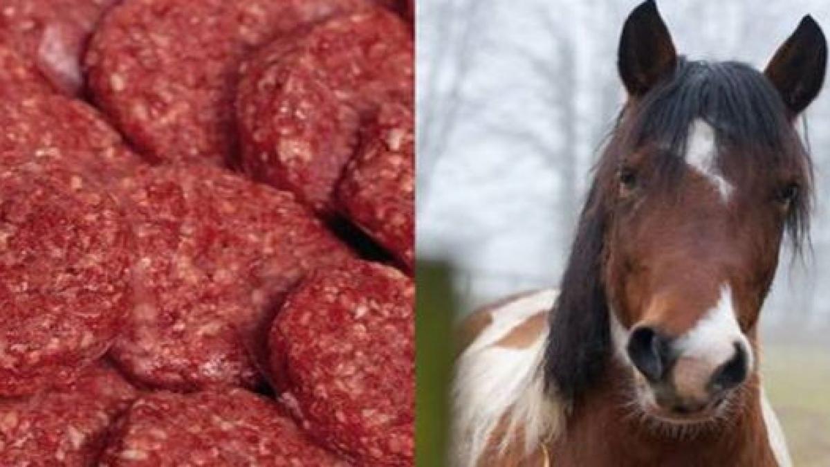 arestari in scandalul carnii de cal seful unei companii din olanda a fost retinut