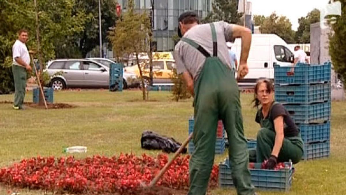 florile plantate in bucuresti scoase la vanzare de muncitorii dornici de ciubuc