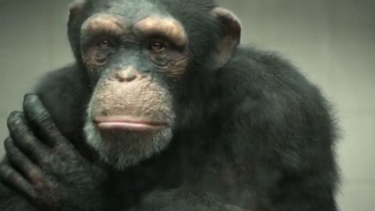 la final maimuta indreapta pistolul spre cap peta a lansat un nou video poate cel mai emotionant de