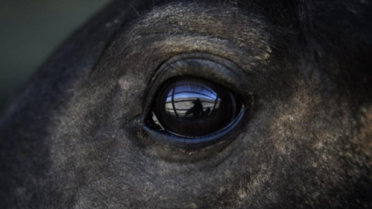 australia a decis sa sacrifice 10 000 de cai salbatici vor fi impuscati din elicopter