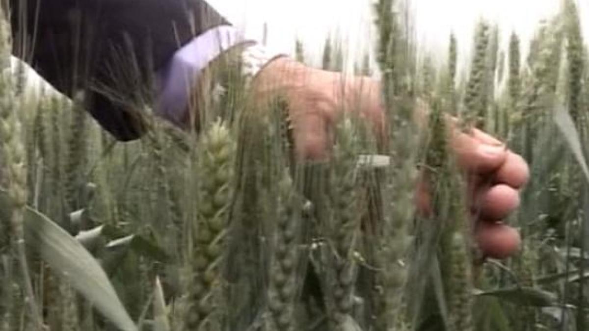 un fost cap din judetul arad a devenit o afacere capitalista de succes