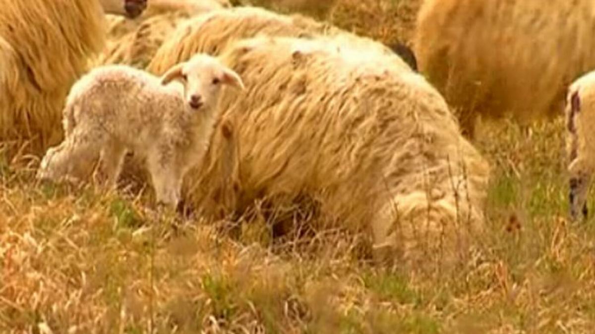 una dintre cele mai vechi traditii din tara noastra este pe moarte reportaj in premiera despre