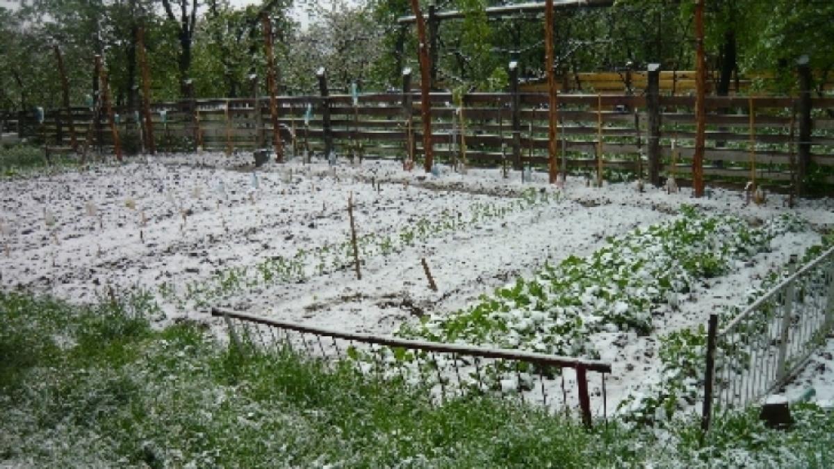 ninsoare in ultimele zile ale lunii mai oamenilor nu le a venit sa creada cand au iesit din casa