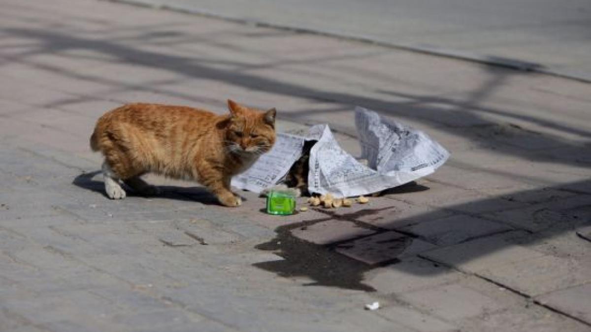 nu s a miscat nici macar o secunda de langa partenera moarta pisica ce ne a dat o lectie