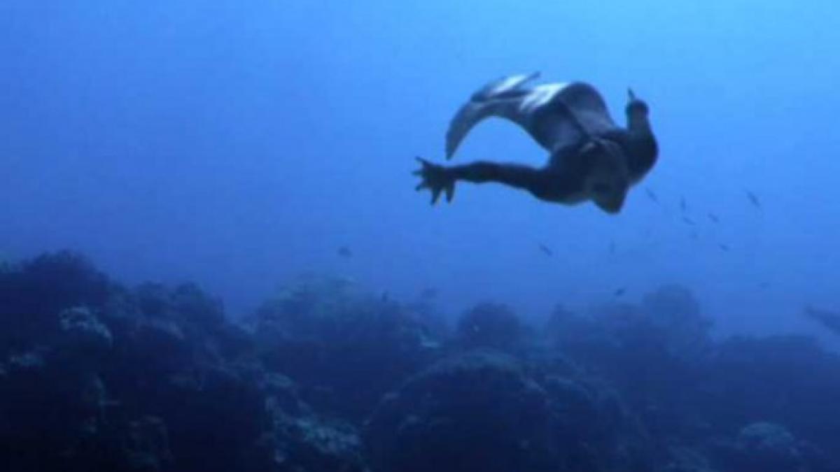 imaginile publicate duminica de animal planet au lasat milioane de telespectatori cu gura cascata