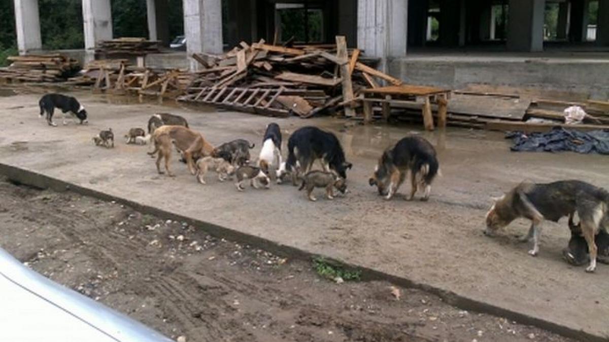 de 23 de ani autoritatile incearca sa scape de maidanezi reguli noi decise de primaria capitalei