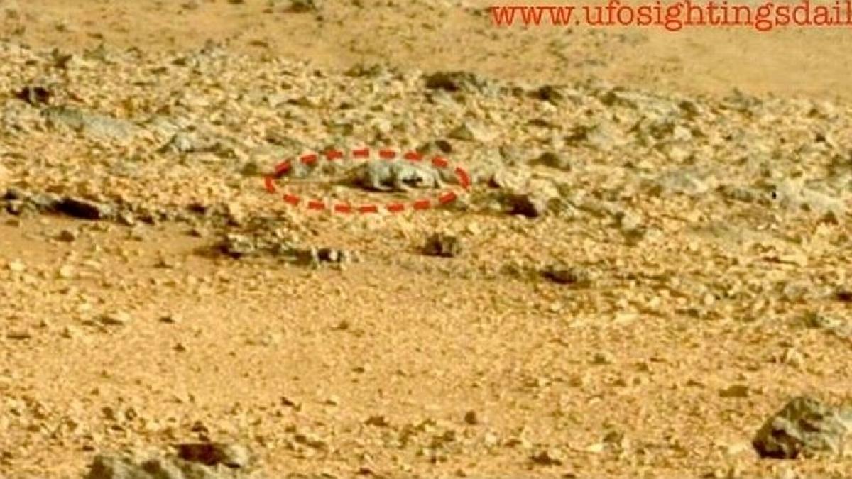 descoperire uluitoare facuta de roverul curiosity pe marte este o rozatoare fotografiata printre