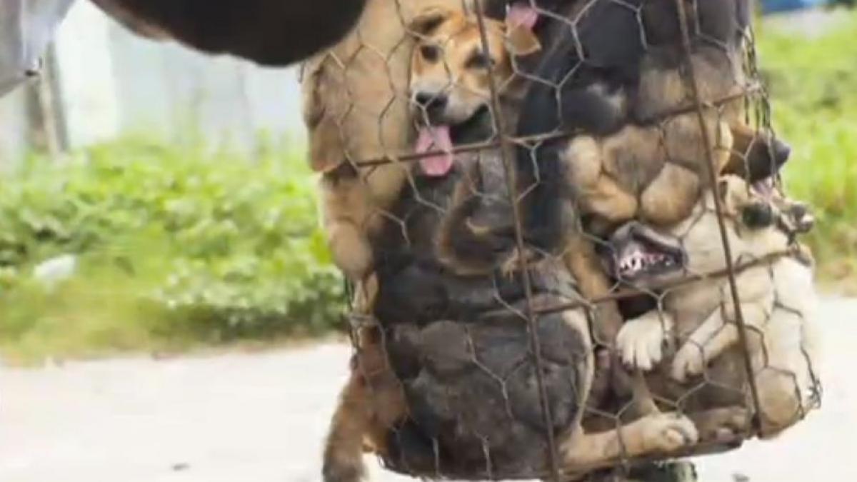 este atat de inuman sunt ucisi cu bate si li se taie gatul in fata altor caini dezvaluiri socante