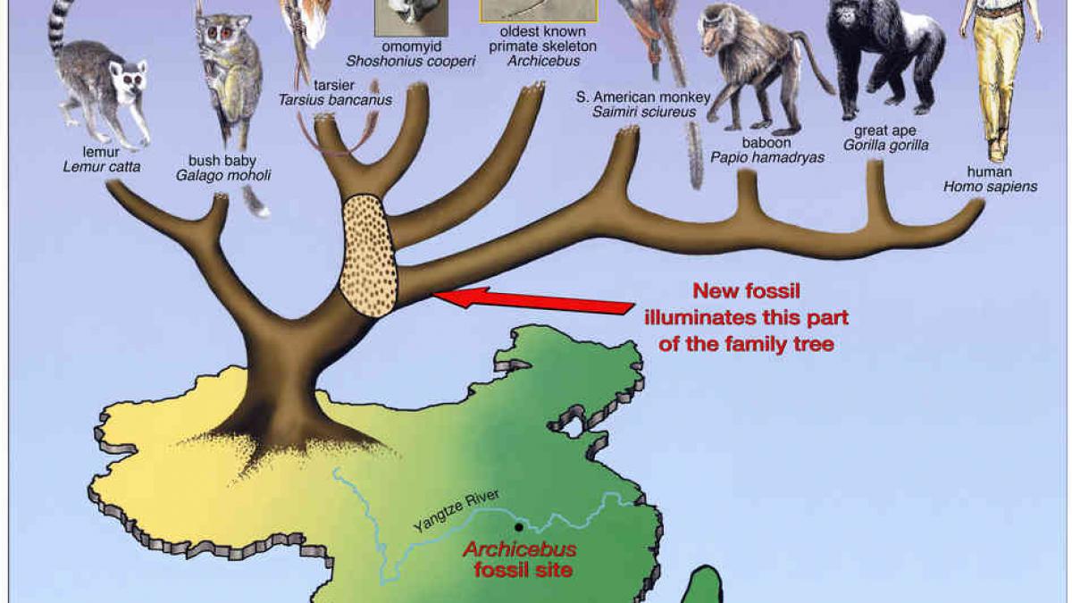 stramosii oamenilor erau mai mici decat rozatoarele si mancau insecte