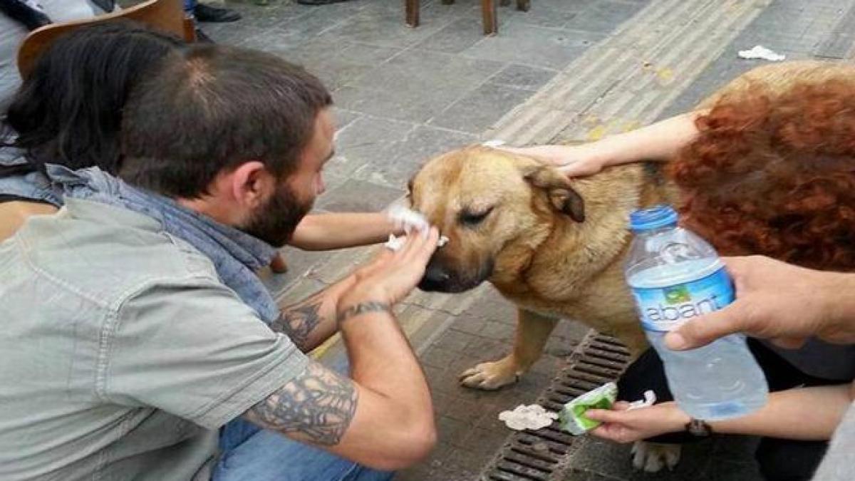 cainii maidanezi victime colaterale in conflictele stradale din turcia