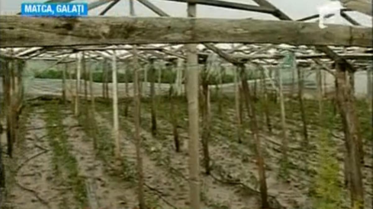 inundatiile scumpesc legumele cel mai mare bazin legumicol din tara pus pe butuci de furia apelor