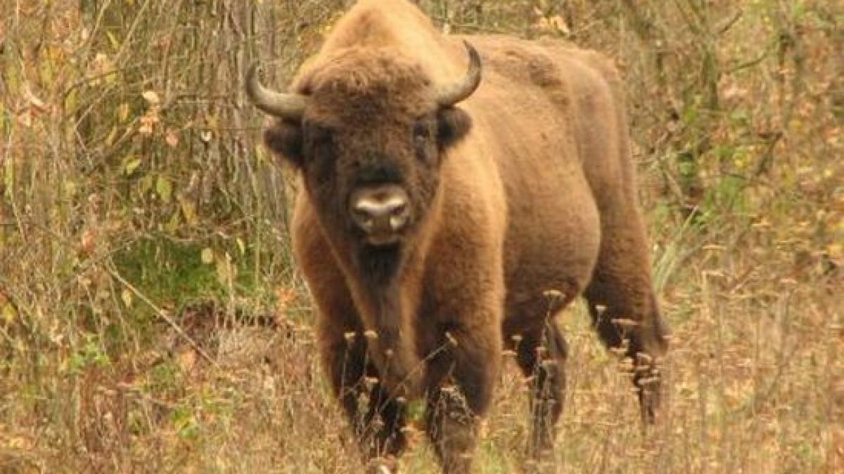 o familie numeroasa de zimbrii traieste intr un peisaj de vis in rezervatia vama buzaului