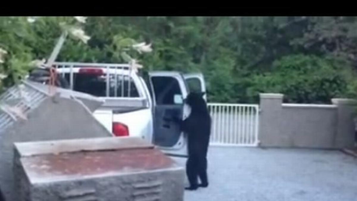 un canadian a surprins in curtea lui un urs vezi ce facea animalul in speranta ca va gasi ceva de