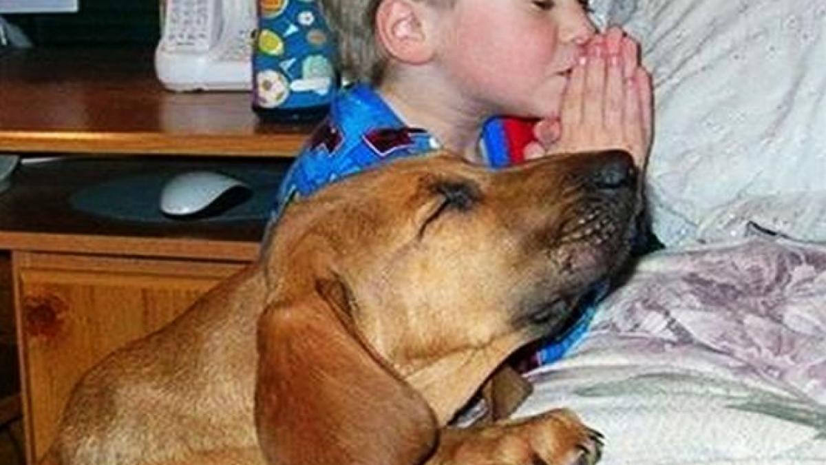 noua constitutie sunt interzise relele tratamente aplicate animalelor