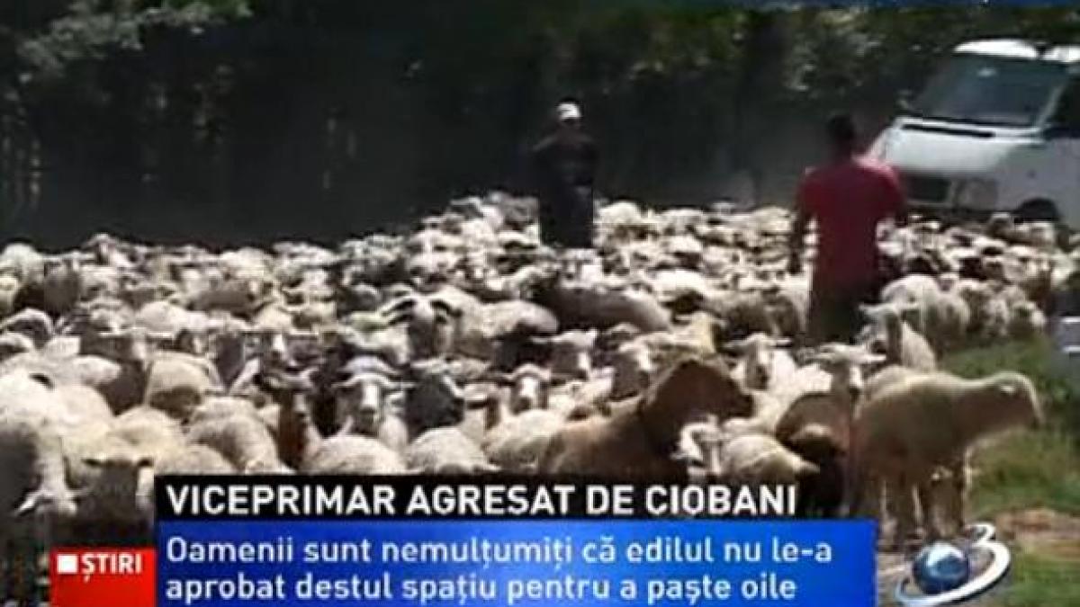 viceprimarul unei comune din judetul galati la un pas sa fie batut de trei ciobani