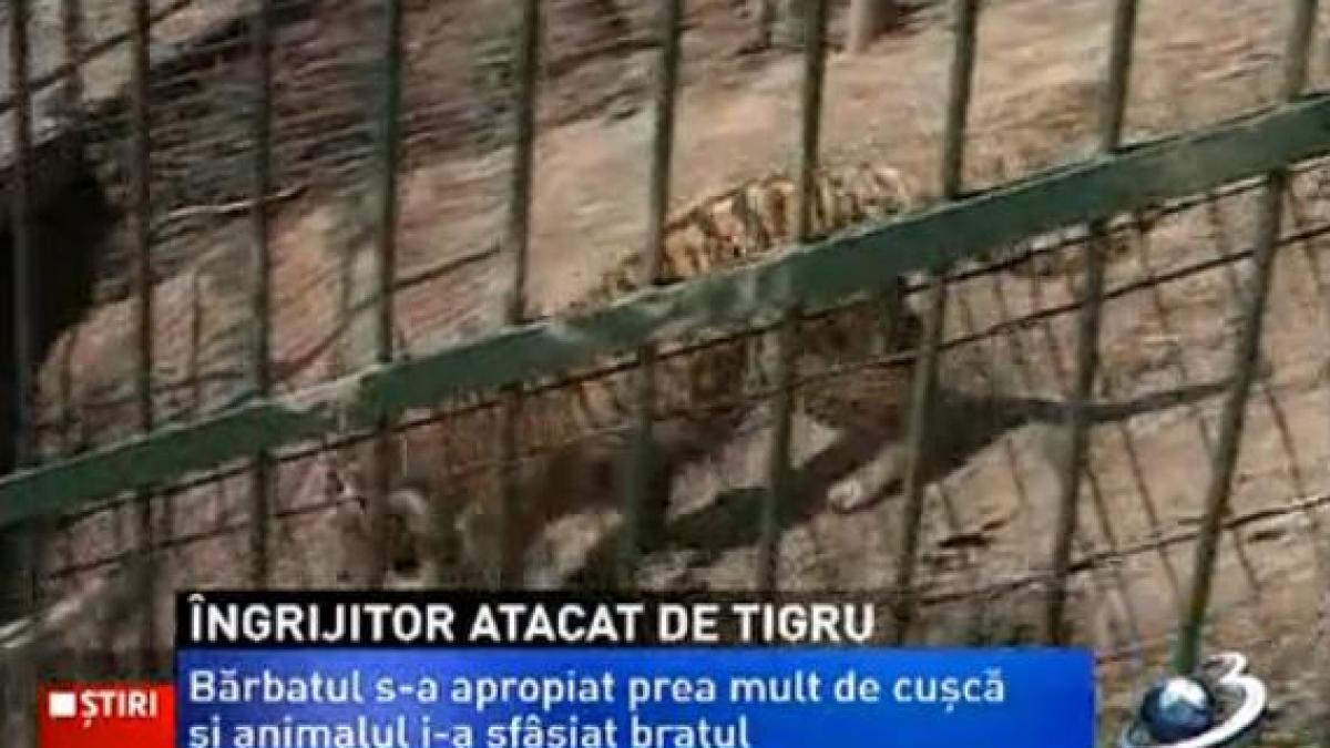 barbatul care a fost atacat de un tigru la gradina zoologica din brasov a ramas fara un brat
