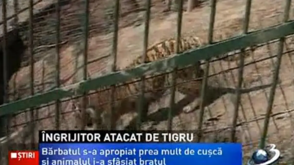 barbatul care a fost atacat de un tigru la gradina zoologica din brasov a ramas fara un brat