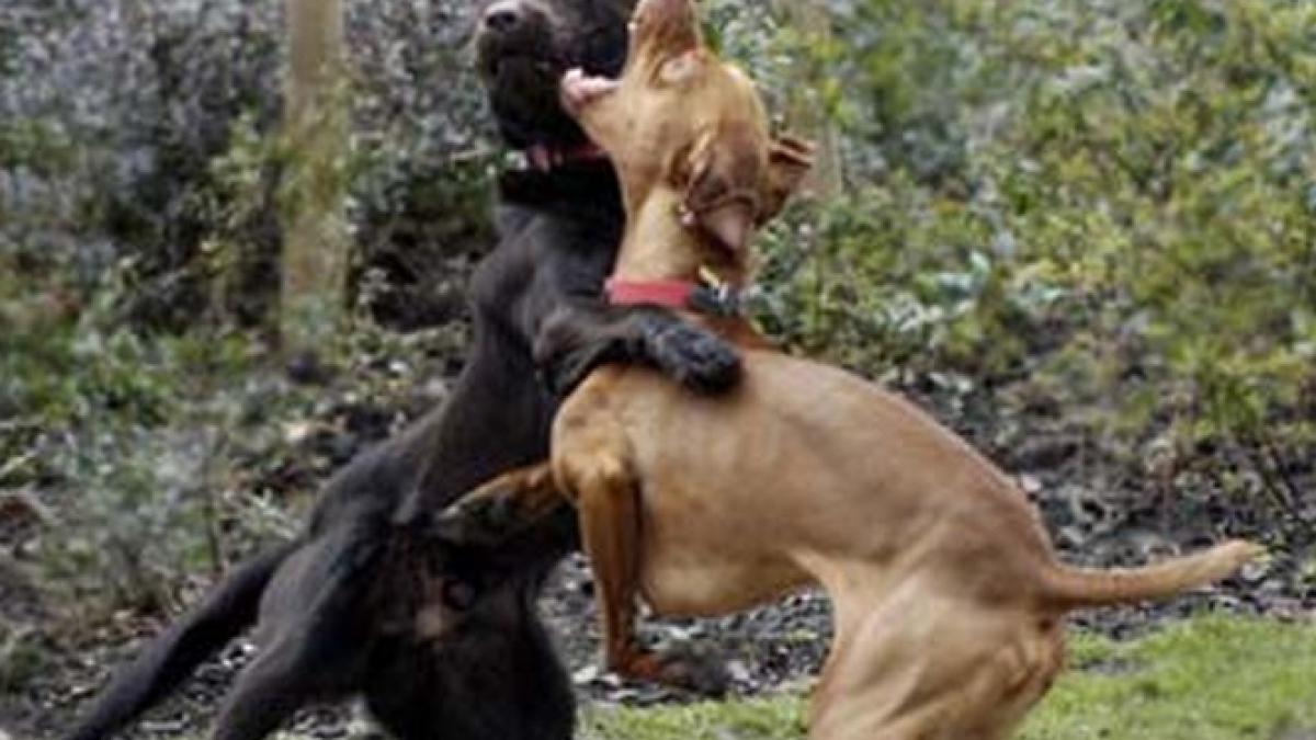 spectacol de o cruzime revoltatoare in targu jiu doi barbati au organizat o lupta pe viata si pe