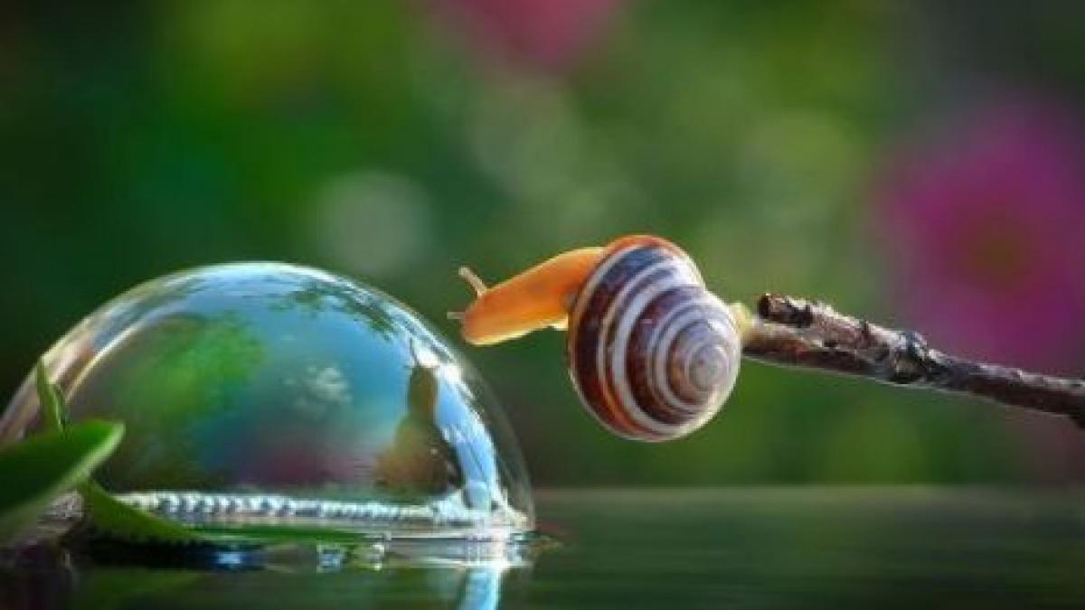 imagini spectaculoase surprinse de un medic dentist ce face acest melc cu bula de apa