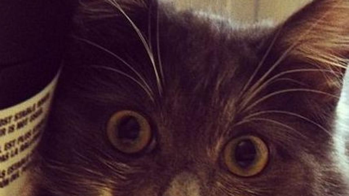 motanul acesta a devenit vedeta pe internet stapanul lui a publicat aceste poze iar acum toata