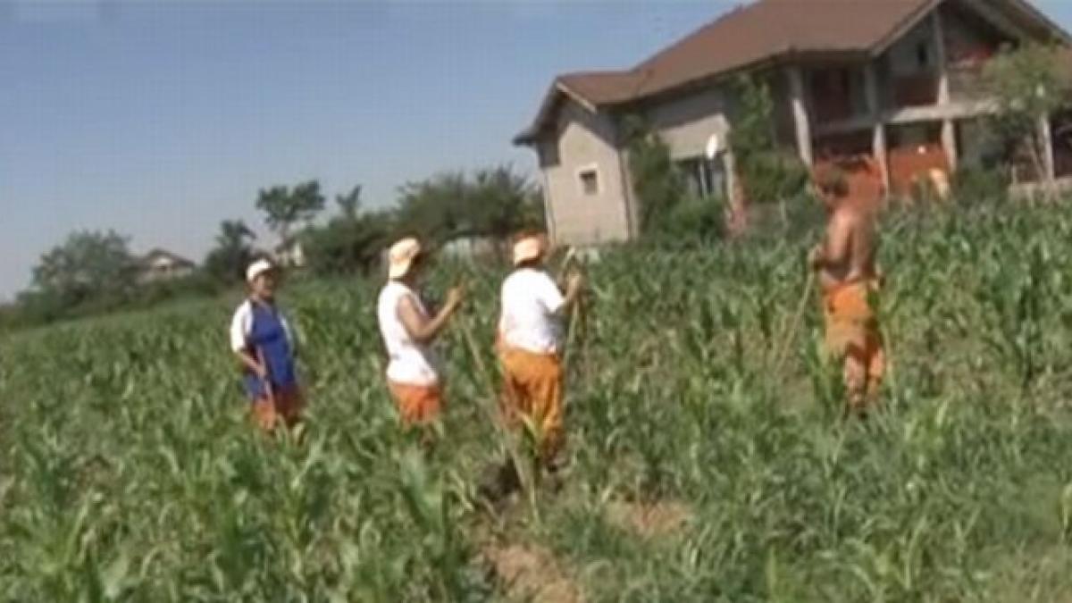 drumarii din dambovita astupa gropile din porumb iata cum sapa terenurile sefilor