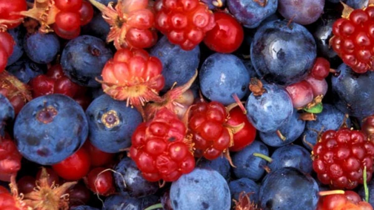 un nou scandal alimentar zguduie romania am exportat fructe de padure cu virus hepatic a