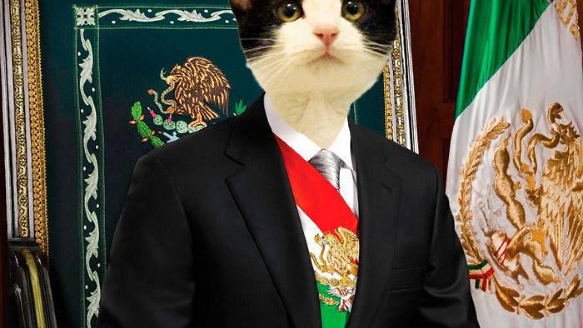 te ai saturat sa votezi pentru sobolani voteaza o pisica candidatura unui motan la primaria unui