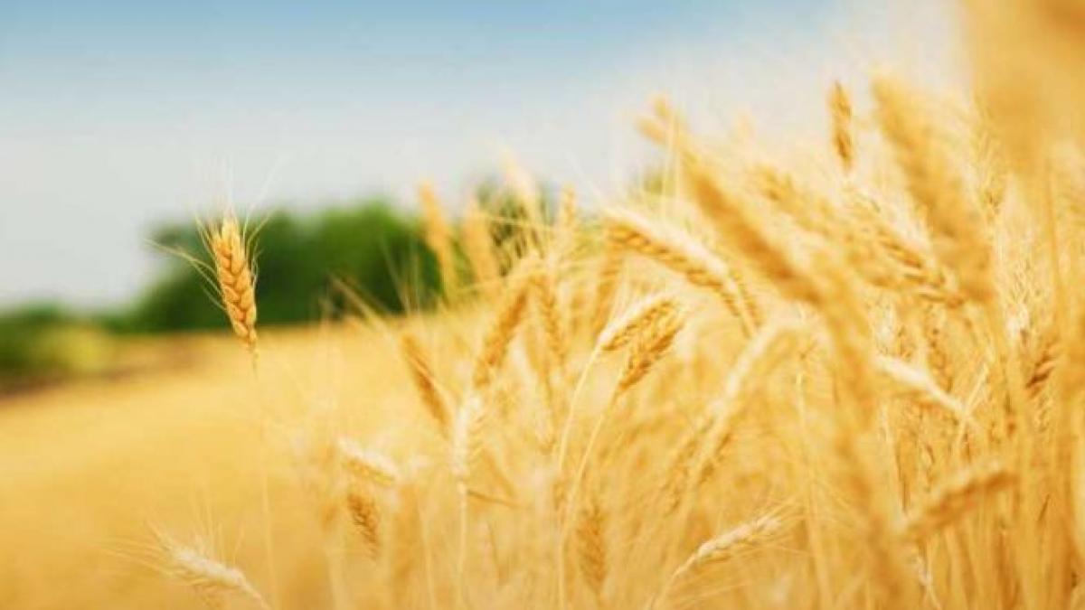 veste excelenta pentru agricultori este cea mai mare realizare a agriculturii romanesti din ultimii