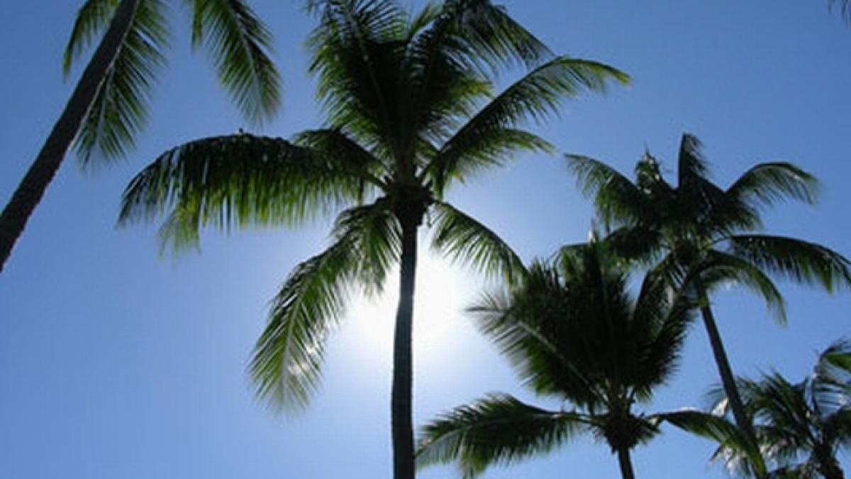 cum pazeste primarul timisoarei cei 40 de palmieri arborii l au costat pe robu 10 000 euro