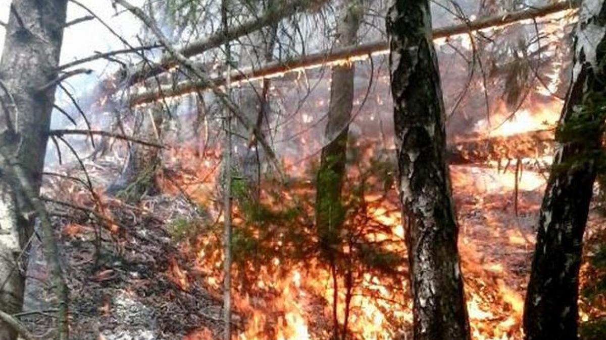 Incendiu de vegetaţie în Suceava. Focul a afectat un hectar de pădure